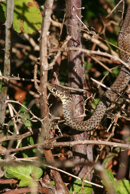 Orchard snake